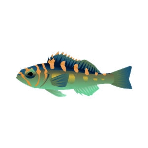 Blue Yonder Chalk Bass